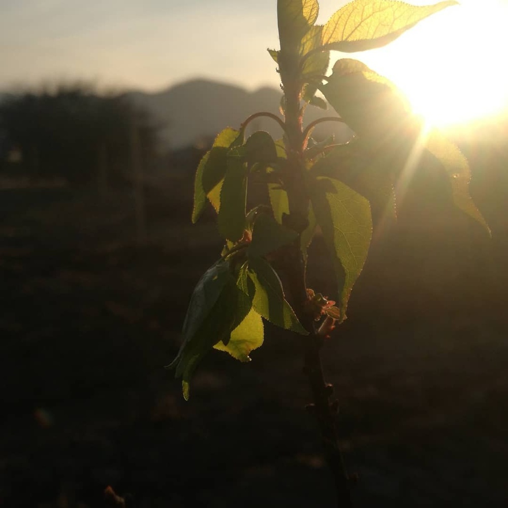 Los frutales llegaron primero